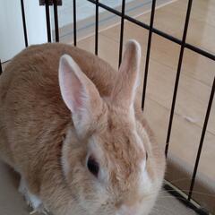 ウサギ　ネザーランド雌
