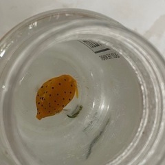 海水魚　ミナミハコフグ　値下げしました