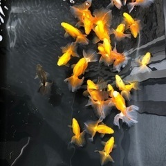 金魚　土佐錦　高評　残りわずかですの画像