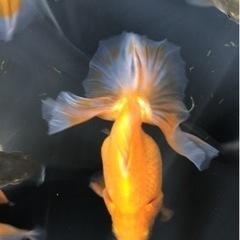 金魚　土佐錦　高評　残りわずかですの画像