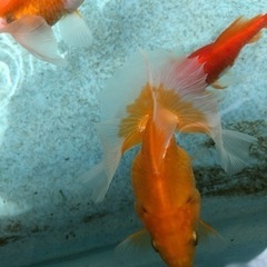 金魚　土佐錦　高評　残りわずかですの画像