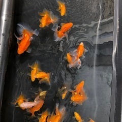 金魚　土佐錦　高評　残りわずかですの画像