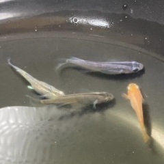 ミックスめだか　20匹