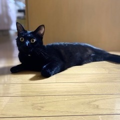 黒猫（1歳）の里親さんを募集しています