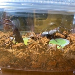 ノコギリクワガタ　1匹