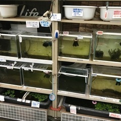 改良めだか 選別漏れ 100円 ☆めだかすくい☆