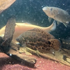 古代魚　熱帯魚