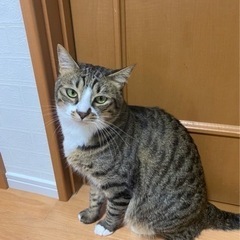 【緊急】2歳の猫ちゃん兄妹シロ♂とクロ♀の里親様を募集してます！