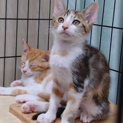みけねこ3ヶ月マイペースな女の子
