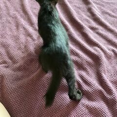 【1】人懐こい！優しい黒子猫さん【里親候補者様あり】 - 猫