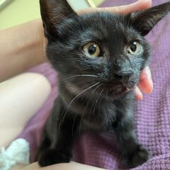 【1】人懐こい！優しい黒子猫さん【里親候補者様あり】 - 北津軽郡
