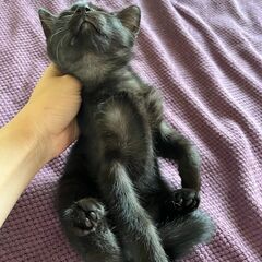 【1】人懐こい！優しい黒子猫さん【里親候補者様あり】 − 青森県