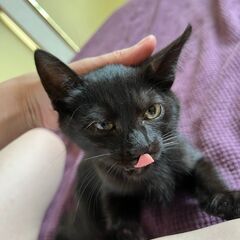 【1】人懐こい！優しい黒子猫さん【里親候補者様あり】 - 里親募集