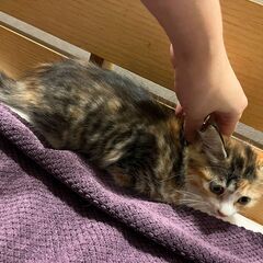 【3】臆病でおとなしい三毛トラの子猫さん - 猫