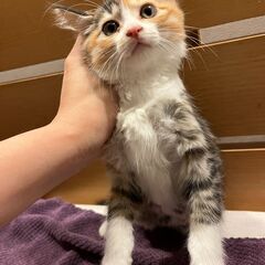 【3】臆病でおとなしい三毛トラの子猫さん − 青森県