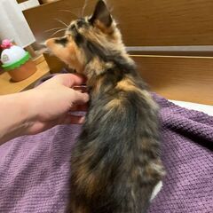 【3】臆病でおとなしい三毛トラの子猫さん - 北津軽郡