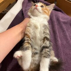 【3】臆病でおとなしい三毛トラの子猫さん - 里親募集