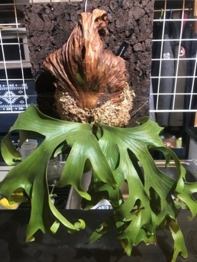 コロナリウム　ビカクシダ　植物