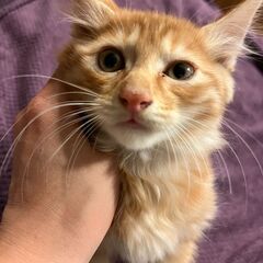 【5】臆病で上品！茶トラの子猫さん【里親候補者有り】