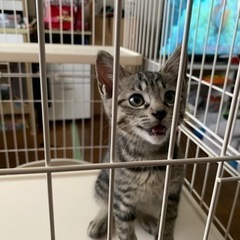 2ヶ月くらいの雄猫　キジトラ