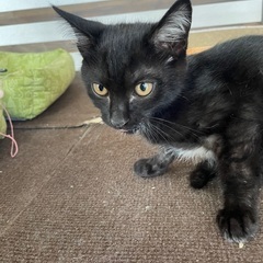 熊さん柄の黒猫くん♂