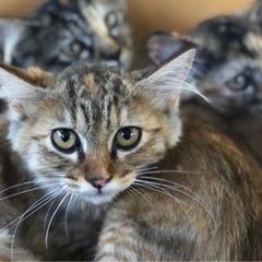 TNRからの保護
