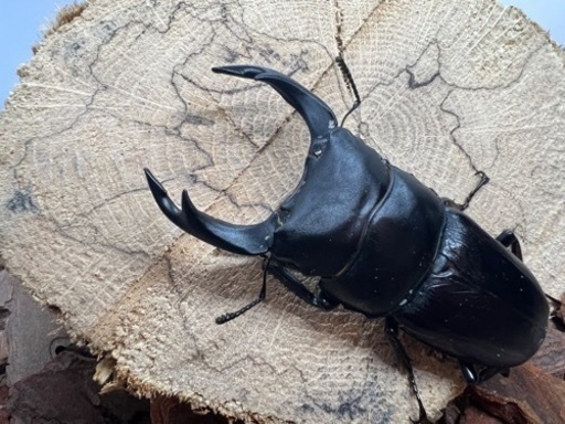 国産オオクワガタ　能勢SRペアNo.1