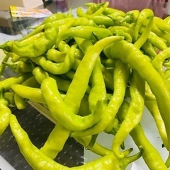 シシトウ辛い　1kg 1,000¥ シシトウ辛く無い　1kg 1...
