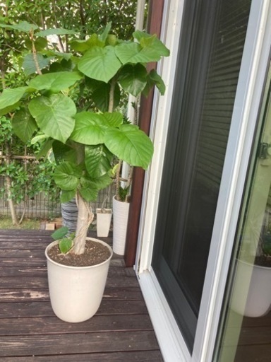 観葉植物　ウンベラータ　特大