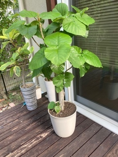 観葉植物　ウンベラータ　特大