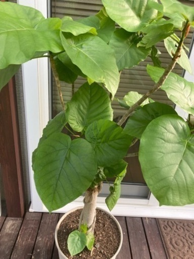 観葉植物　ウンベラータ　特大