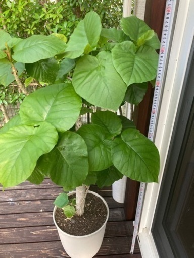 観葉植物　ウンベラータ　特大