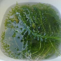 大量アナカリス トリミング後の無料譲渡