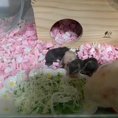 ゴールデンハムスター🐹里親募集予定