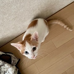 子猫 4月22日産まれ オッドアイ オス 