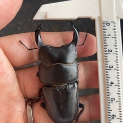 [山梨産]オオクワガタの画像