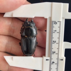 [山梨産]オオクワガタの画像