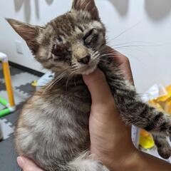 猫エイズ陽性と陰性の子を多頭飼育してる方！