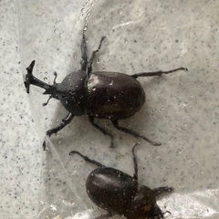 カブトムシ