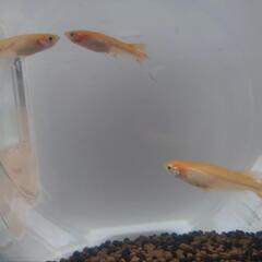 メダカ各種