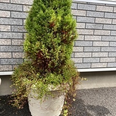 【取引中】植物　寄せ植え　ガーデニング　コニファー　ワイヤープラ...
