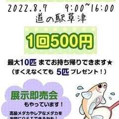 めだかすくい8/7