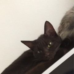 見つかりました