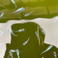 メダカ　雷電２ペアの画像