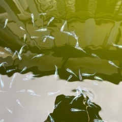 メダカ　雷電２ペアの画像
