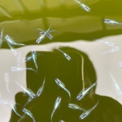 メダカ　雷電２ペアの画像