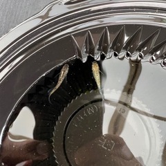 8月7日メダカ販売