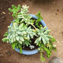 多肉植物④
