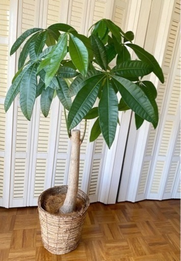受け取り者仮決定　お話中　パキラ　観葉植物