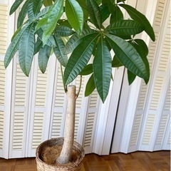 受け取り者仮決定　お話中　パキラ　観葉植物